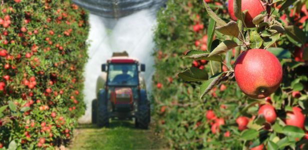 Les fruits les plus contaminés par les pesticides