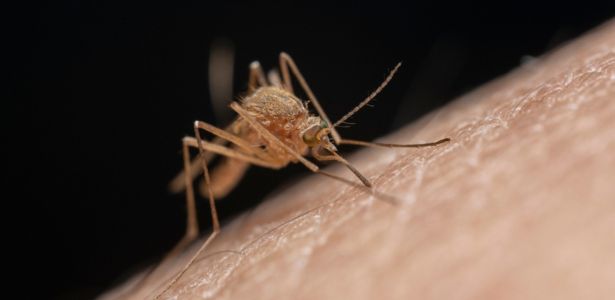 L'espèce Aedes aegypti, responsable de la transmission de maladies graves