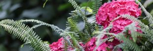 Quelles plantes associer avec un hortensia pour favoriser sa floraison ?