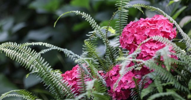 Quelle plante associer avec un hortensia pour favoriser sa floraison ?
