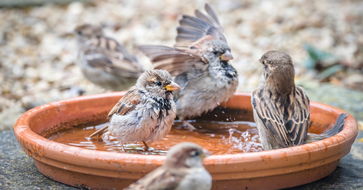 proteger les moineaux de la canicule