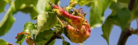 Se débarrasser des pucerons sur les arbres fruitiers : les meilleures astuces naturelles