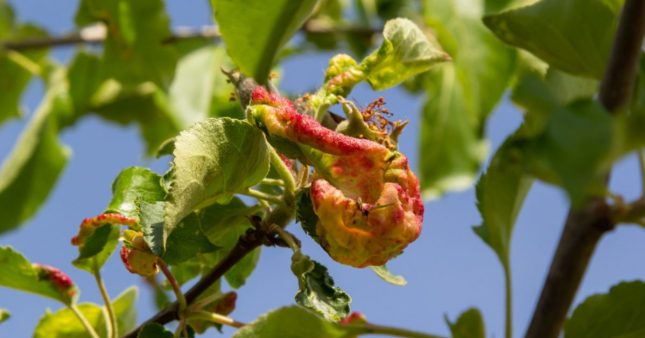 Comment se débarrasser des pucerons sur les arbres fruitiers ?