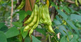 Association de culture : que planter avec les haricots verts pour augmenter leur production ?