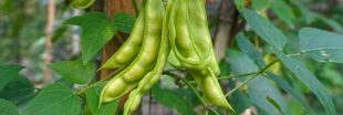 Association de culture : que planter avec les haricots verts pour augmenter leur production ?