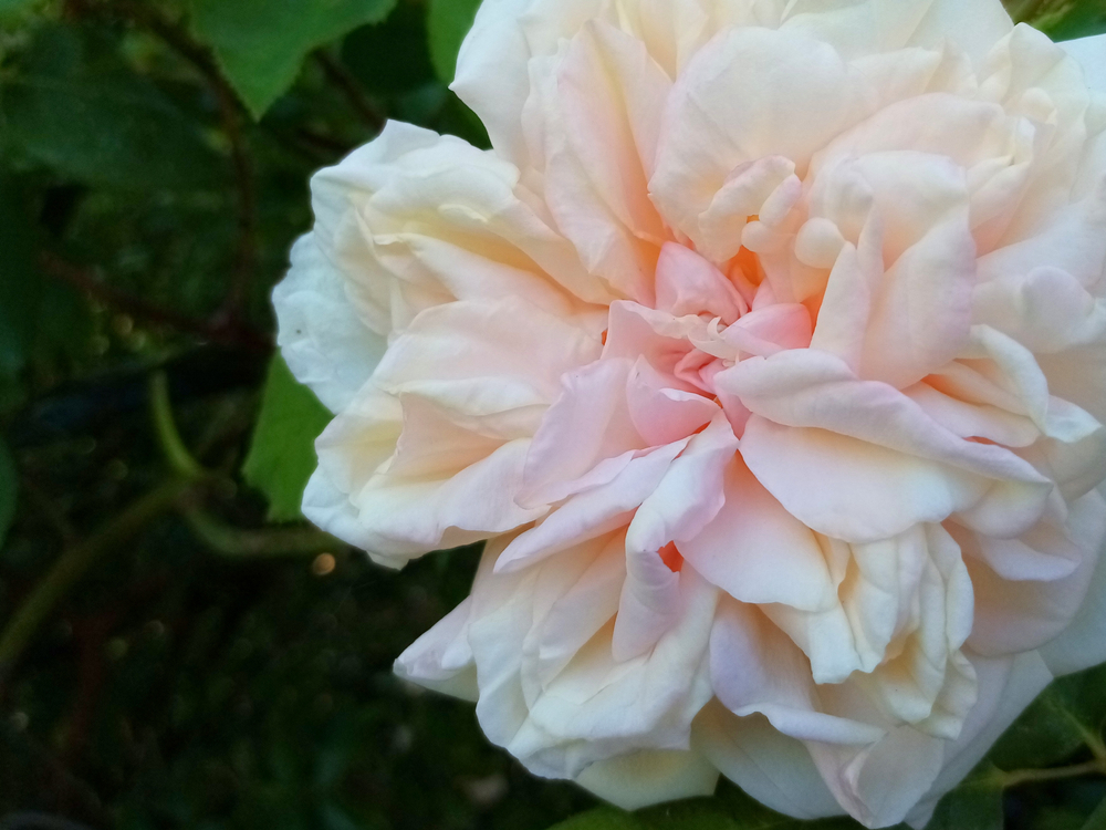 Rosa 'Gloire de Dijon', rose très parfumée, odorante