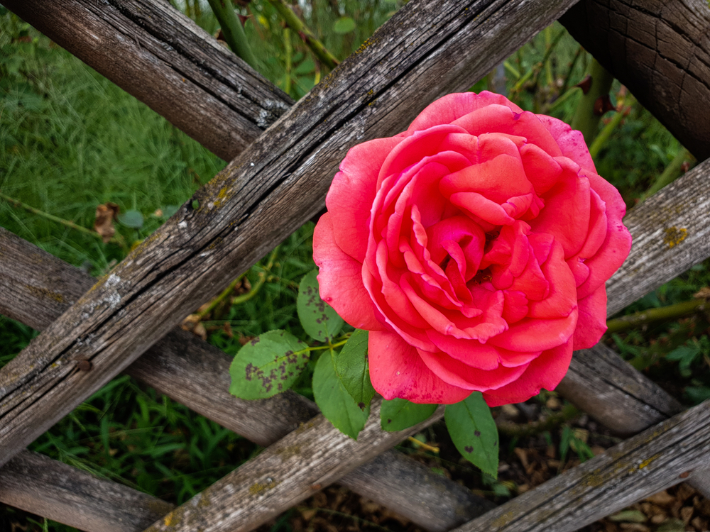 Rosa 'Fragrant Cloud', rose très parfumée