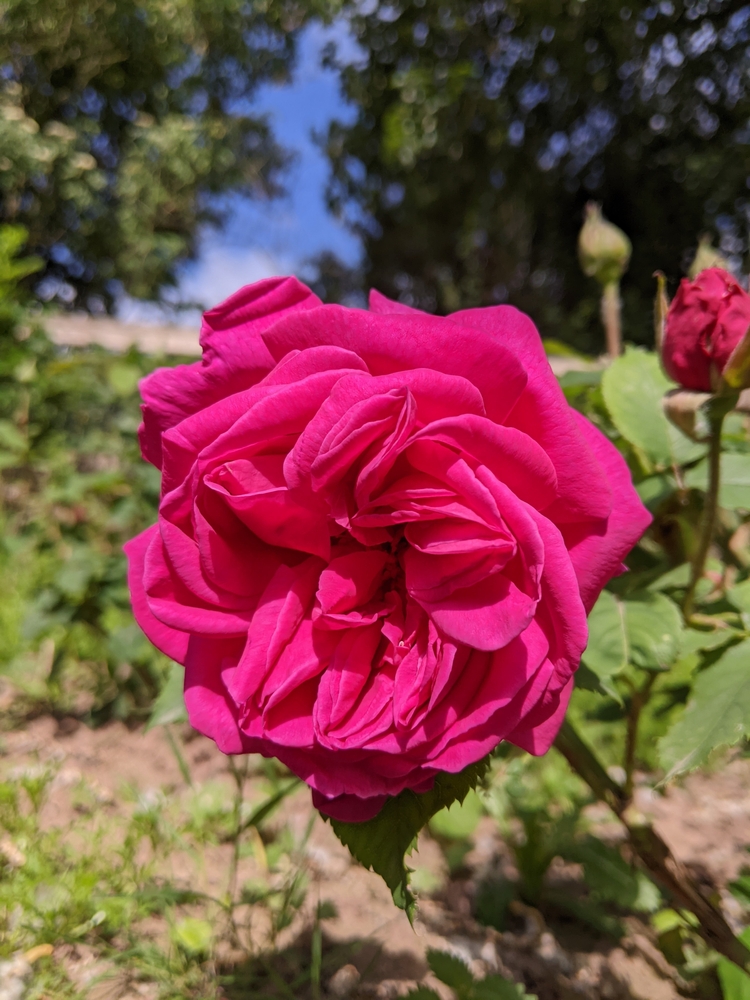 Rosa 'Madame Isaac Pereire', rose parfumée