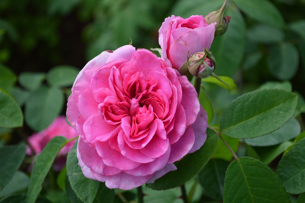 Rosa 'Gertrude Jekyll', rose très parfumée