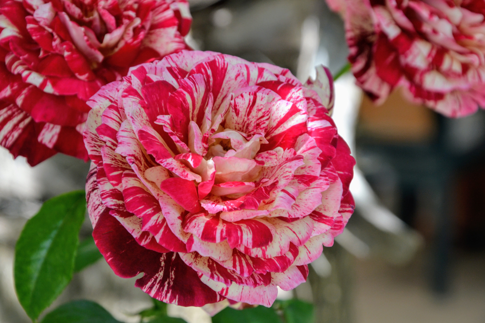 Rosa 'Double Delight', rose odorante