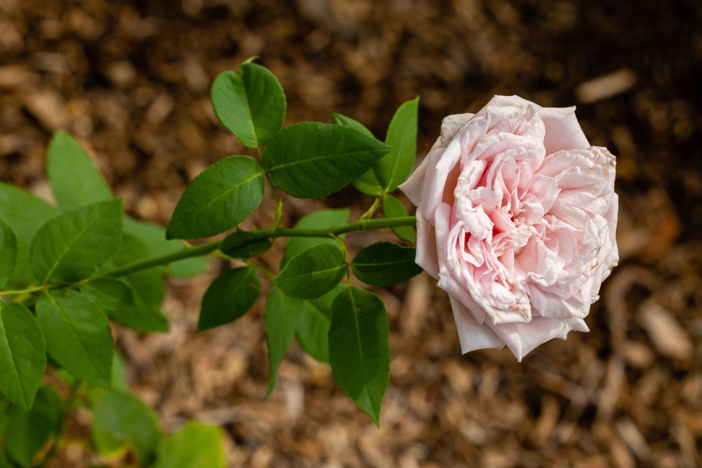 Rosa 'Souvenir de Malmaison'