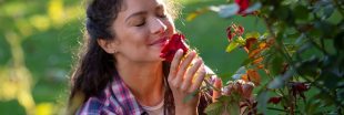 Les 10 roses les plus parfumées pour un jardin enivrant