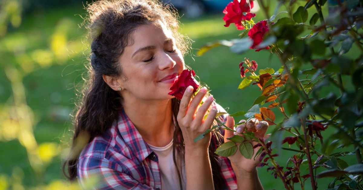 Les 10 roses les plus parfumées pour un jardin enivrant