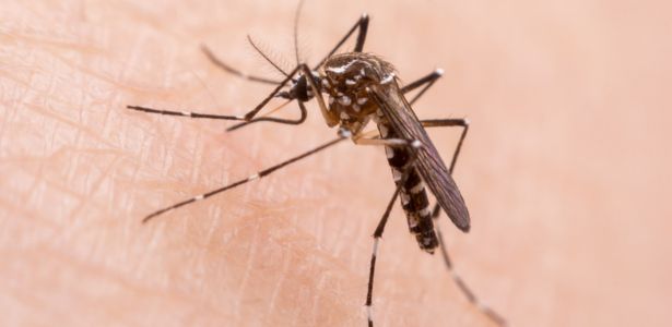 Les êtres humains inégaux face piqûres de moustiques