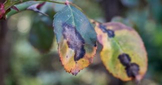 Taches noires sur les rosiers : les astuces infaillibles pour s'en débarrasser
