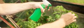 Thé de compost oxygéné : l'engrais naturel qui booste le jardin