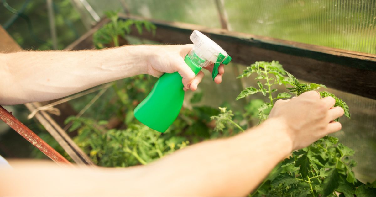 Le thé de compost oxygéné, un élixir de vie pour vos plantes