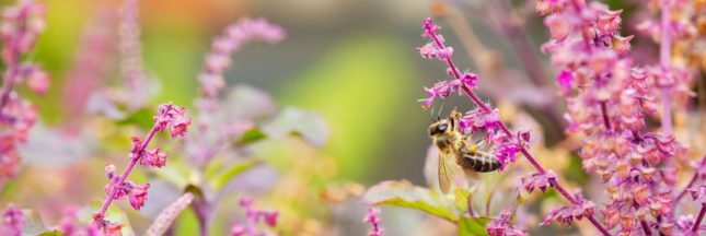Le Tulsi, basilic sacré aux vertus anti-stress et purifiantes incomparables