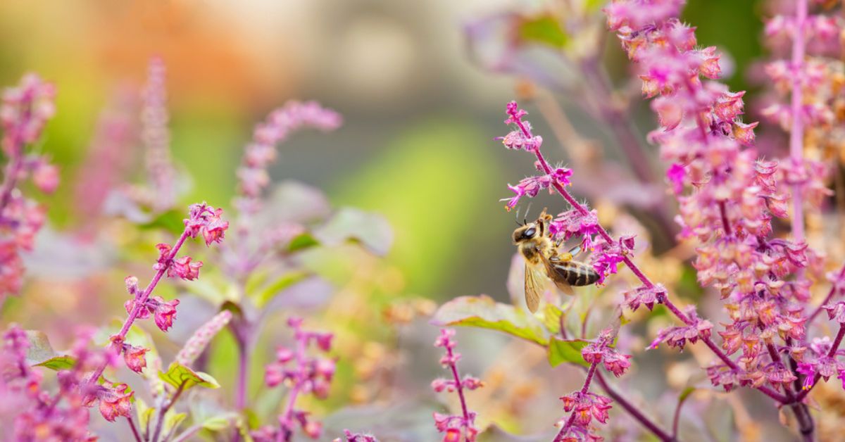 Le Tulsi, basilic sacré aux vertus anti-stress et purifiantes incomparables