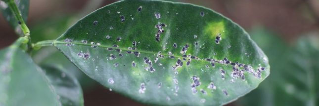 Invasion de l'aleurode épineux du citronnier en France : un nouveau fléau pour tous les jardins