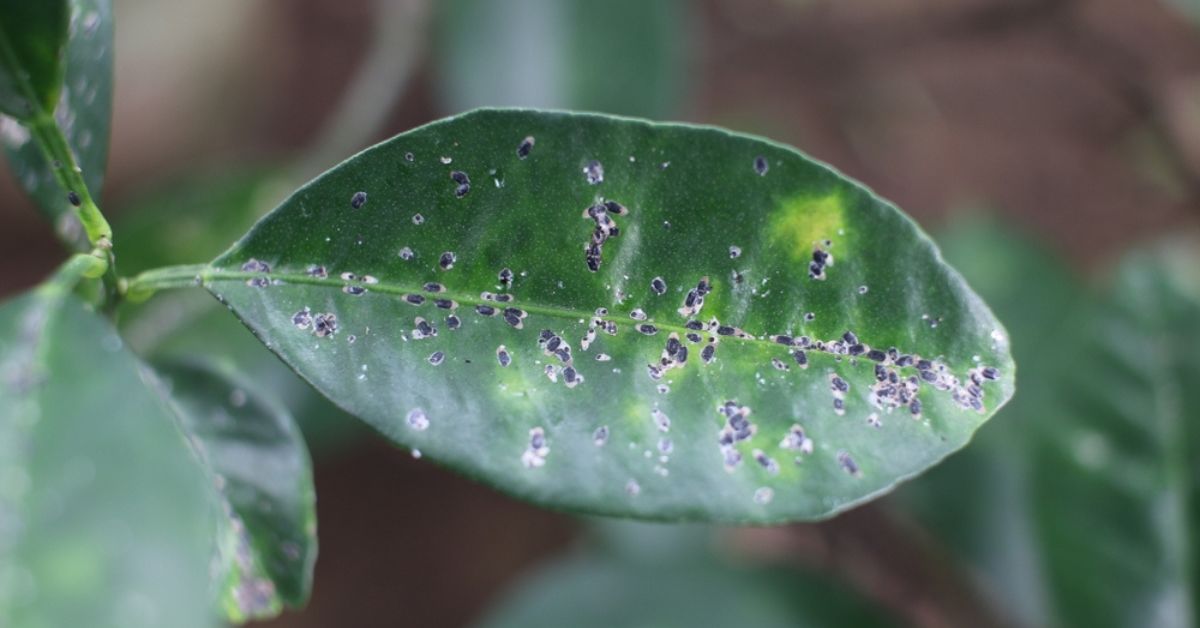 Invasion de l’aleurode épineux du citronnier en France : un nouveau fléau pour tous les jardins