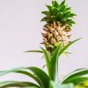 Faire pousser un ananas en pot chez soi, c'est possible !