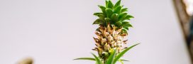 Faire pousser un ananas en pot chez soi, c'est possible ! Faire pousser un ananas en pot chez soi, c'est possible !