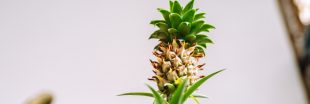 Faire pousser un ananas en pot chez soi, c'est possible ! Faire pousser un ananas en pot chez soi, c'est possible !
