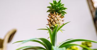 Faire pousser un ananas en pot chez soi, c'est possible ! Faire pousser un ananas en pot chez soi, c'est possible !