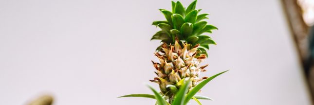 Faire pousser un ananas en pot chez soi, c'est possible !