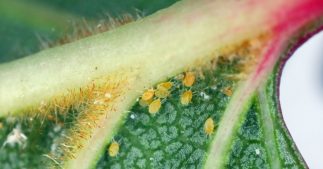 En été, prévenir et lutter naturellement contre l'apparition de l'araignée rouge, fléau des jardiniers En été, prévenir et lutter naturellement contre l'apparition de l'araignée rouge, fléau des jardiniers