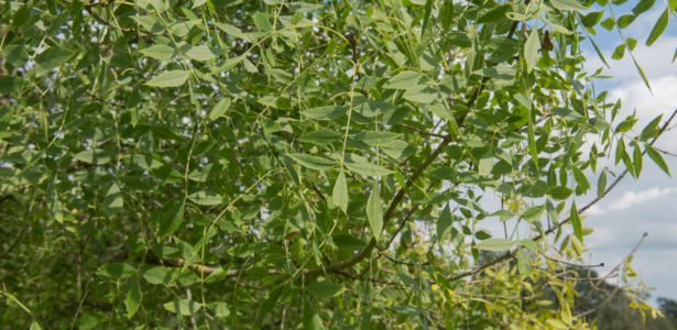 Le Frêne à feuilles aiguës (Fraxinus angustifolia)