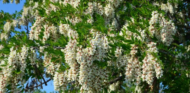 Le Robinier faux-acacia (Robinia pseudoacacia)