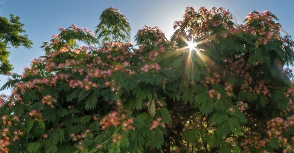 Les meilleurs arbres pour un ombrage rapide dans votre jardin