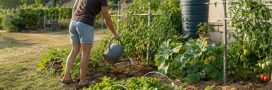 Arroser le jardin et le potager en période de restriction d'eau : 8 conseils Arroser le jardin et le potager en période de restriction d'eau : 8 conseils