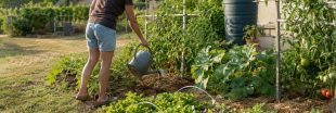 Arroser le jardin et le potager en période de restriction d'eau : 8 conseils