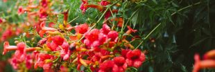Cultiver une bignone, plante à la spectaculaire floraison estivale