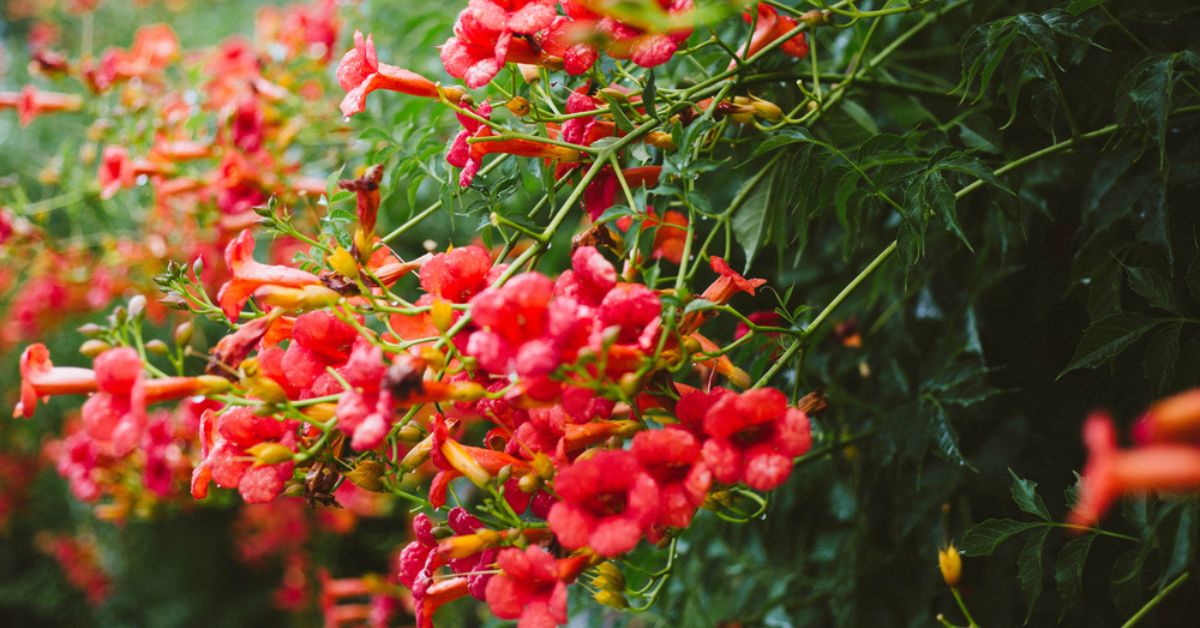 Cultiver une bignone, plante à la spectaculaire floraison estivale