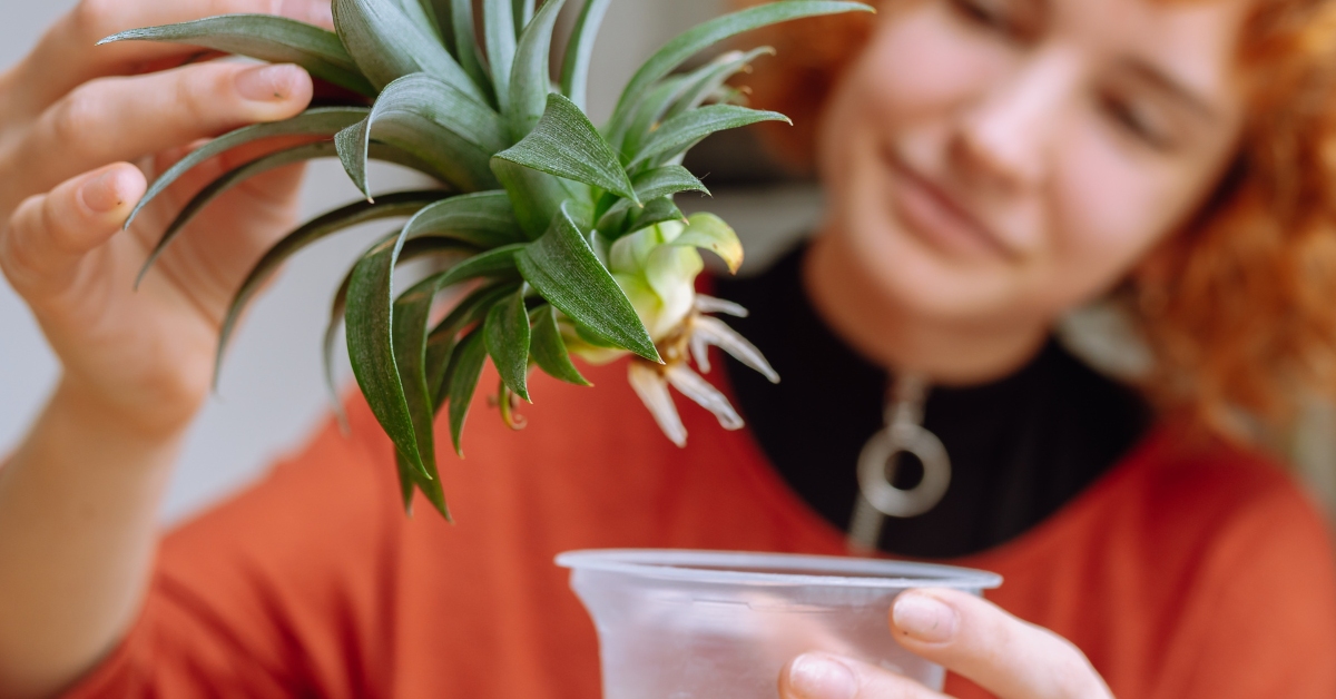 bouture d'ananas