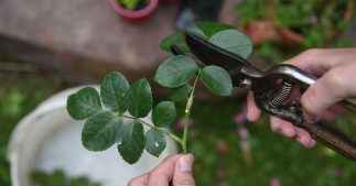 En été, multipliez vos plantes préférées grâce au bouturage et ses secrets En été, multipliez vos plantes préférées grâce au bouturage et ses secrets