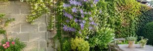 Jardin : quelles plantes pour camoufler un mur inesthétique ? Jardin : quelles plantes pour camoufler un mur inesthétique ?