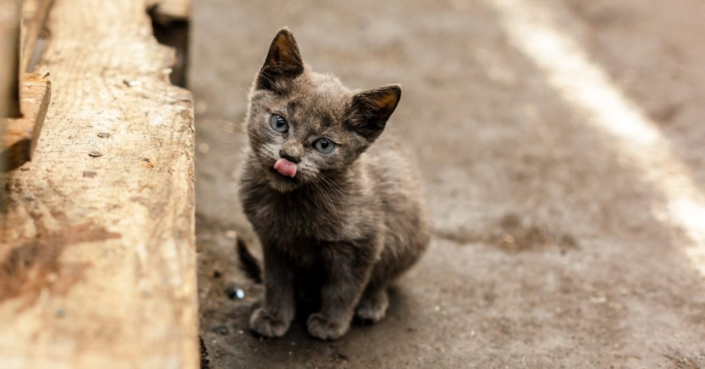 Australie : des robots tueurs pour tuer les chats sauvages