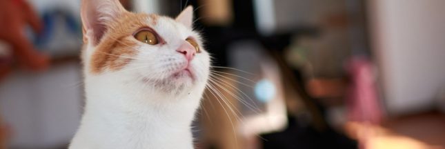 Vacances : combien de temps peut-on laisser seul un chat et comment assurer son bien-être ?