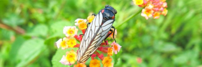 La cigale ne chante que l’été