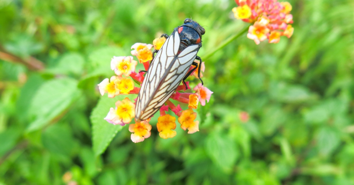 La cigale ne chante que l'été : pourquoi ? La cigale ne chante que l'été : pourquoi ?