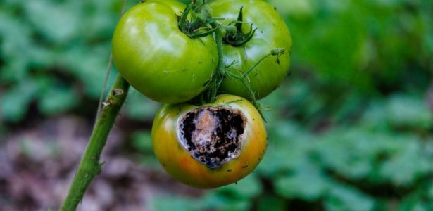 Comment soigner les tomates qui ont le cul noir ?