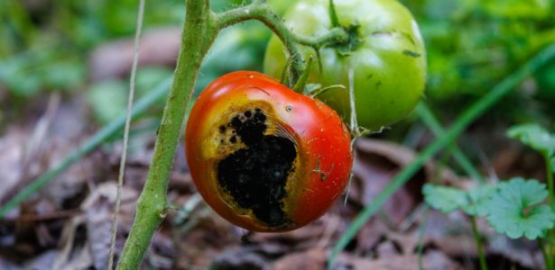 Comment éviter le cul noir des tomates, ou nécrose apicale ?