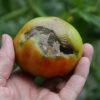 Cul noir de la tomate : pourquoi apparaît-il et comment sauver la récolte ?