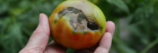 Sauvez vos tomates du 'cul noir' : prévenir et traiter la nécrose apicale