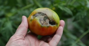 Cul noir de la tomate : pourquoi apparaît-il et comment sauver la récolte ? Cul noir de la tomate : pourquoi apparaît-il et comment sauver la récolte ?